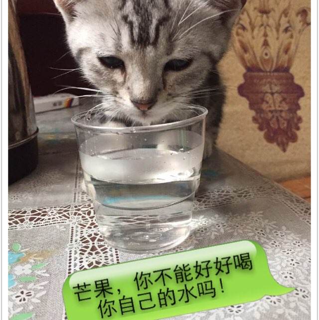 购买安得拉邦驾照